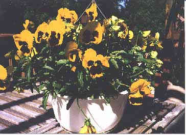 Pot of Gold pansy