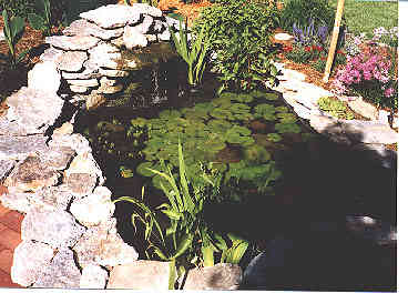 Another pic of the fishpond