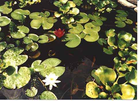 Water lilys in bloom