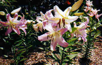 Lilies closeup