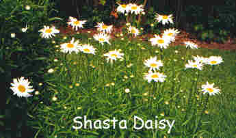 Shasta daisy