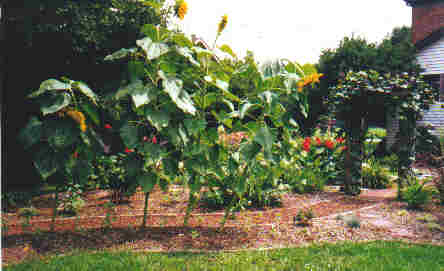 Giant sunflowers along the path