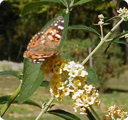 Butterfly on buddleia